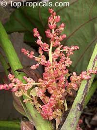 Macaranga grandifolia