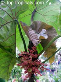 Macaranga grandifolia