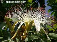 pachira aquatica