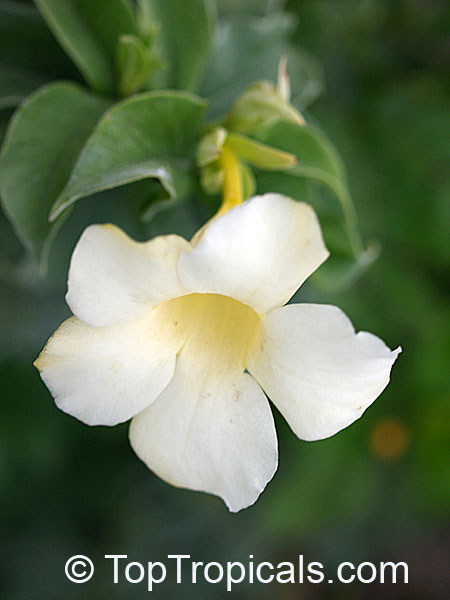 Allamanda