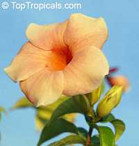 Allamanda