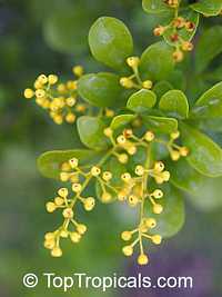 Aglaia odorata