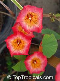 Stictocardia beraviensis