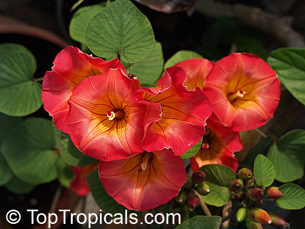 Stictocardia beraviensis