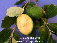 Feijoa sellowiana