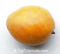 Alphonso Mango