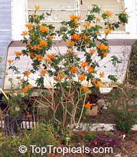 Tecomaria