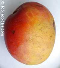 Haden Mango
