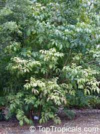 Markhamia lutea