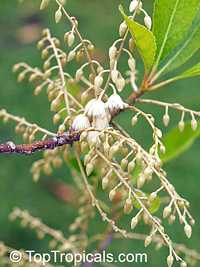 Elaeocarpus