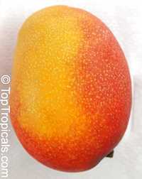 Jakarta Mango
