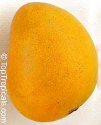 Glenn Mango
