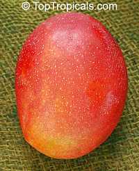 Bayley's Marvel Mango