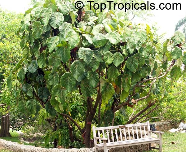 Macaranga grandifolia