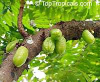 Averrhoa bilimbi
