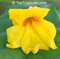 Markhamia lutea