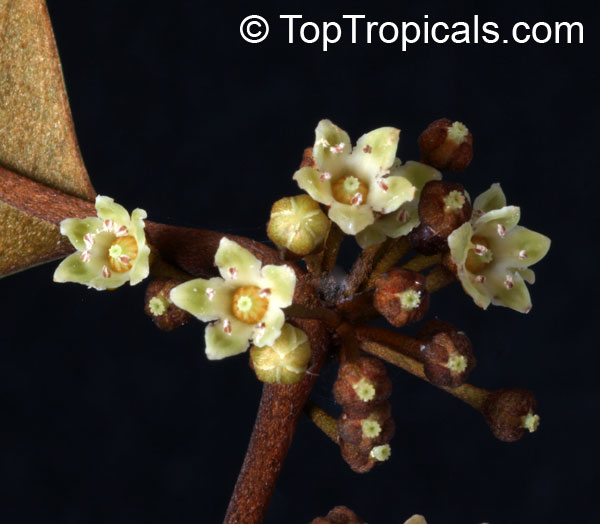 Chrysophyllum cainito