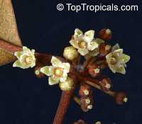 Chrysophyllum cainito