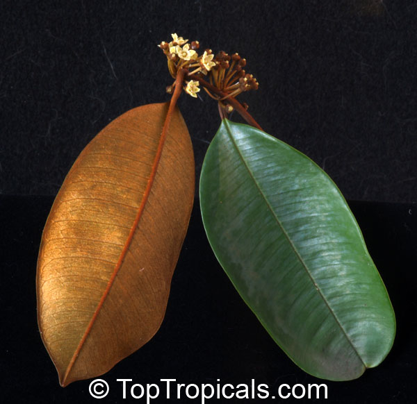 Chrysophyllum cainito