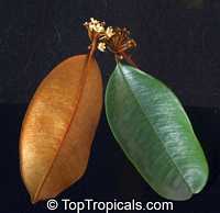 Chrysophyllum cainito