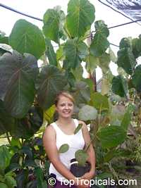 Macaranga grandifolia