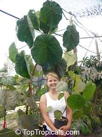Macaranga grandifolia