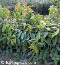 hiptage benghalensis