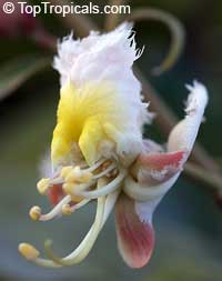 hiptage benghalensis