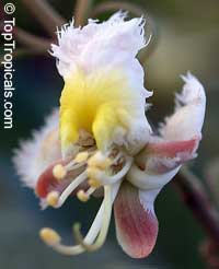hiptage benghalensis