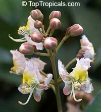 hiptage benghalensis