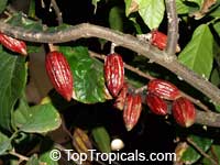 theobroma cacao