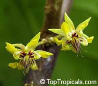 theobroma cacao