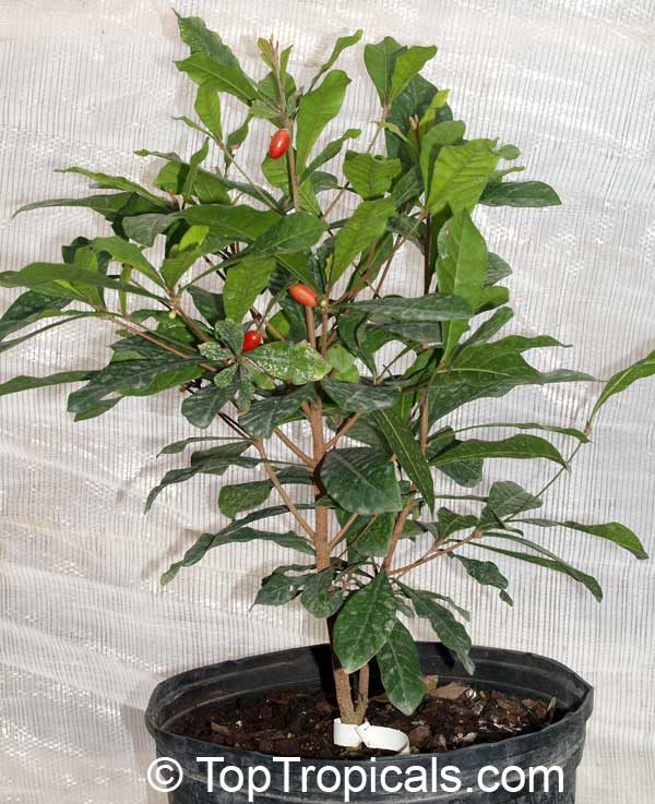 synsepalum dulcificum