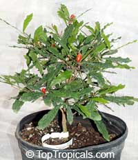 synsepalum dulcificum