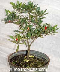 synsepalum dulcificum