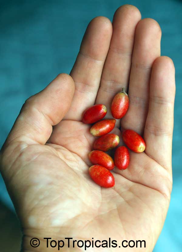 synsepalum dulcificum