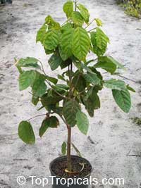 Quararibea funebris