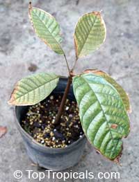 theobroma cacao