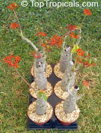 Jatropha podagrica