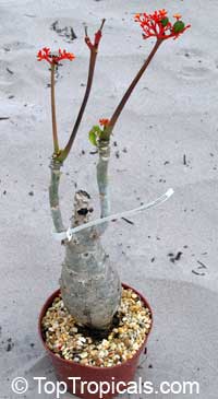 Jatropha podagrica