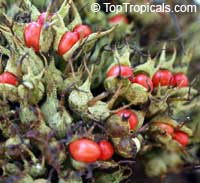 Macaranga grandifolia