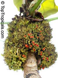 Macaranga grandifolia