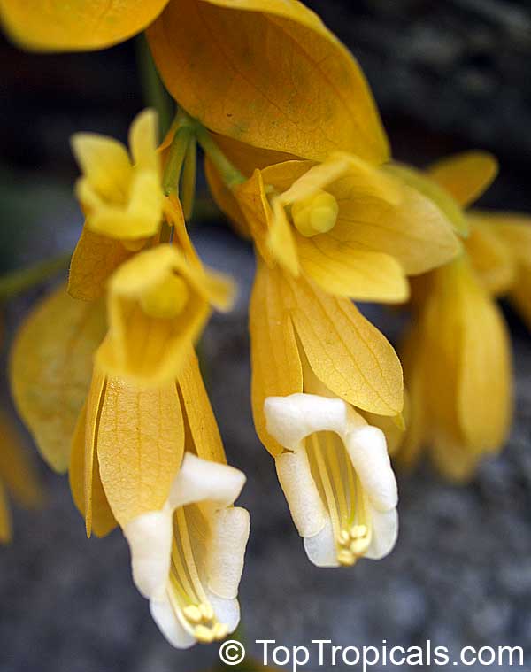 Petraeovitex bambusetorum