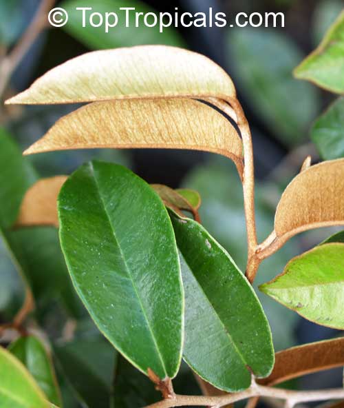 Chrysophyllum cainito