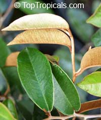 Chrysophyllum cainito