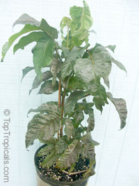 Markhamia lutea