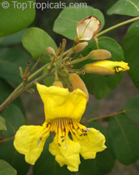 Markhamia lutea