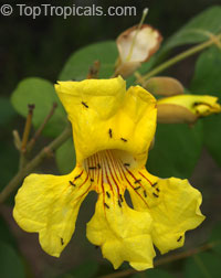 Markhamia lutea