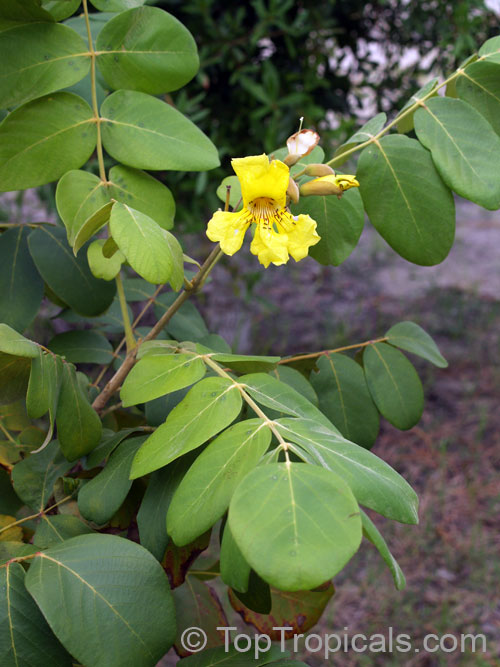 Markhamia lutea