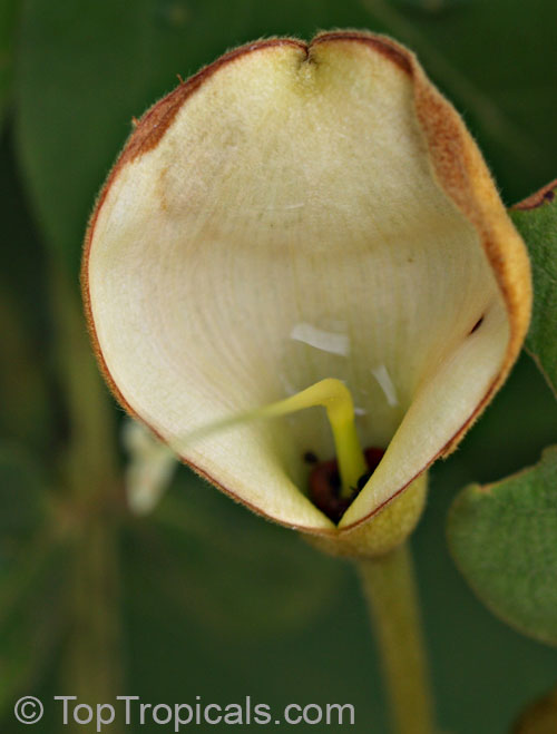 Markhamia lutea
